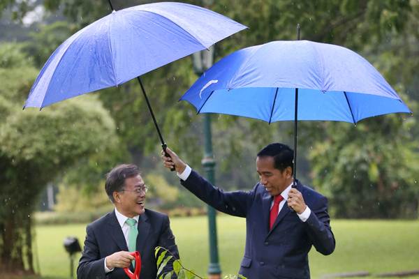 Presiden Joko Widodo (kanan) memayungi Presiden Korea Selatan (Korsel) Moon Jae-in saat menanam pohon Gaharu di halaman belakang Istana Kepresidenan Bogor, Jawa Barat, Kamis (9/11)./Reuters