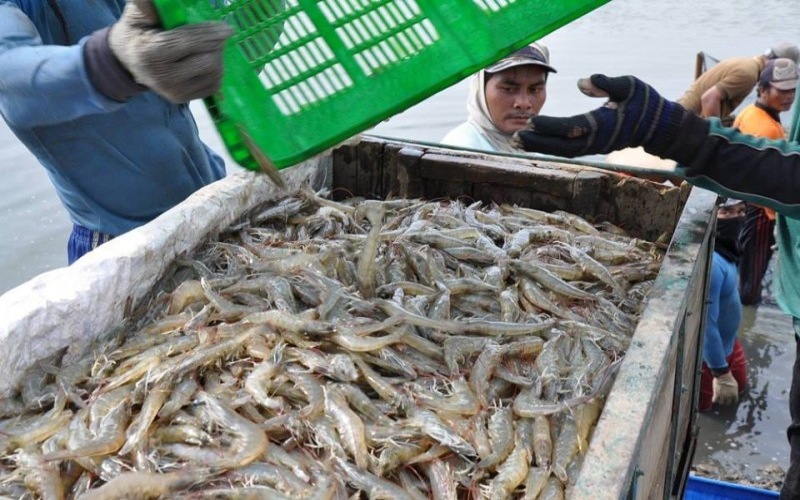  Giliran Udang yang Dituding China Jadi Perantara Virus Corona