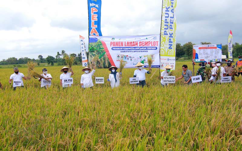  Pupuk Kaltim Panen Demplot Kemitraan Pertanian dengan KTNA Banyuwangi