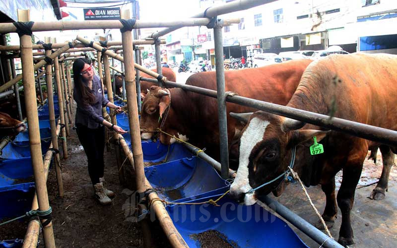  Masa Pendemi Covid-19, SPG-SPG Cantik Ini Jualan Hewan Kurban