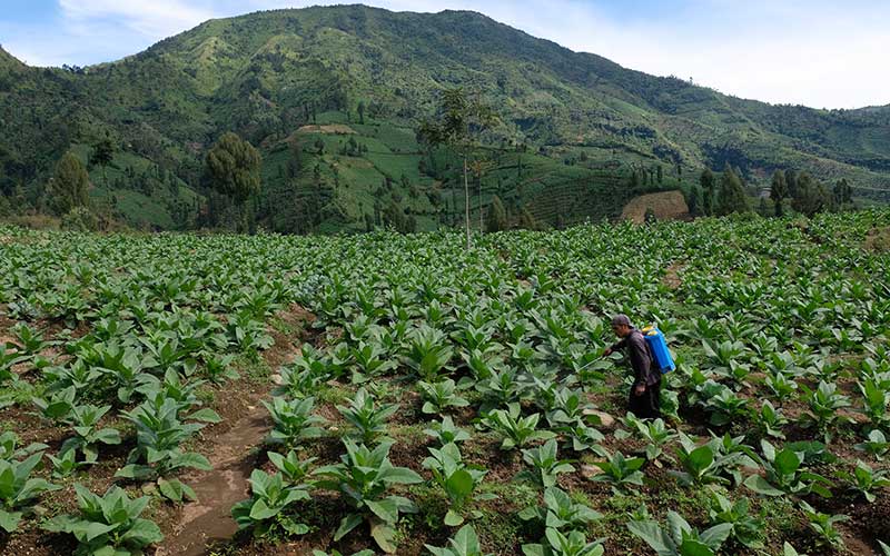  Lahan Tanaman Tembakau Temanggung Susut 4.600 Hektare Tahun Ini