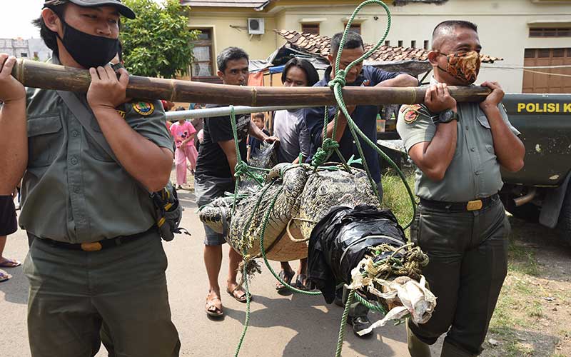  BKSDA Bersama Warga Tangkap Buaya Liar di Sungai Cidanau Banten