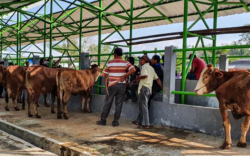  Kulonprogo Gencarkan Pemeriksaan dan Protokol Corona Hewan Kurban