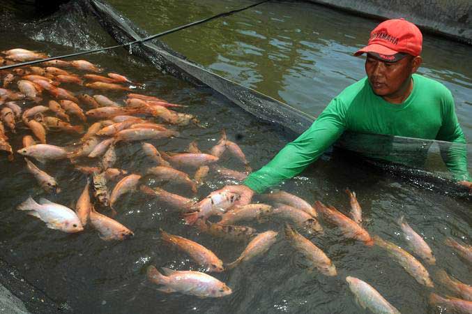  93 Kelompok Budi Daya Ikan Air Tawar di Bangka Tengah Pacu Produksi
