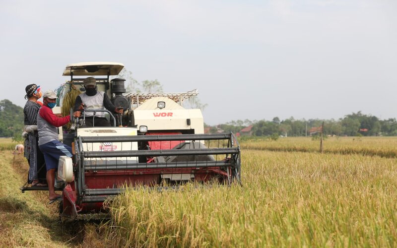  Produksi Beras Jateng Diproyeksi Surplus 2,8 Juta Ton