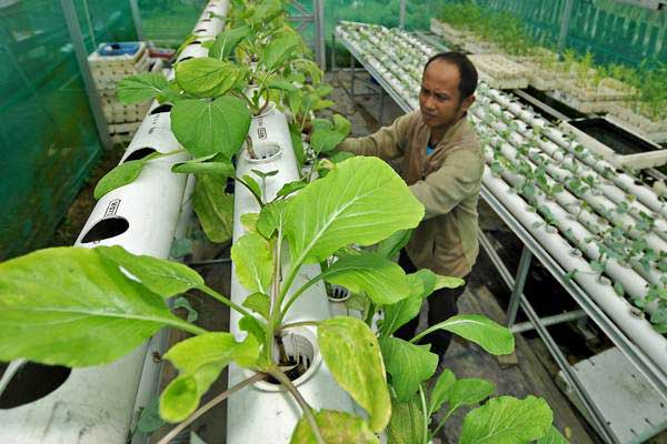  Ingin Mulai Urban Farming? Kenali Ragam Sub Sistem Budidaya
