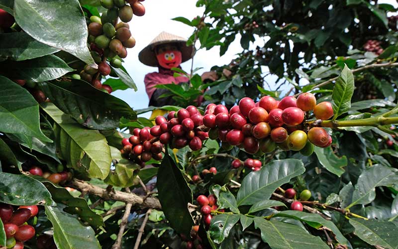  Petani Kopi di Temanggung Semringah Kembali