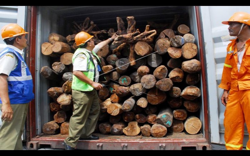  Penyelundupan Kayu Ilegal, KLHK Endus Pemalsuan Surat Sah Hasil Hutan