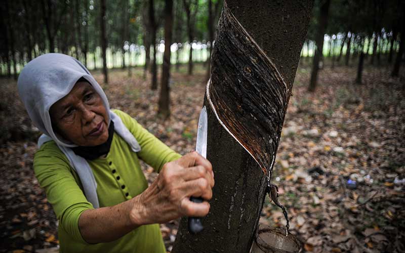  Semester I/2020 Produksi Karet Alam Mencapai 55,4 Persen Dari Jumlah Kapasitas Yang Disediakan