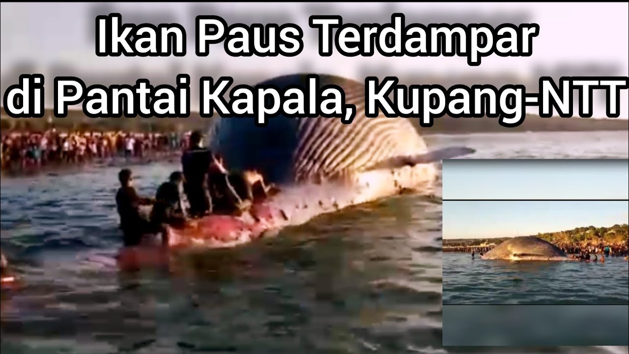 Bangkai paus biru dengan berat sekiar 100 ton terdampar di Pantai Batu Kapala Kota Kupang Nusa Tenggara Timur. Video: youtube Rap Hita Channel