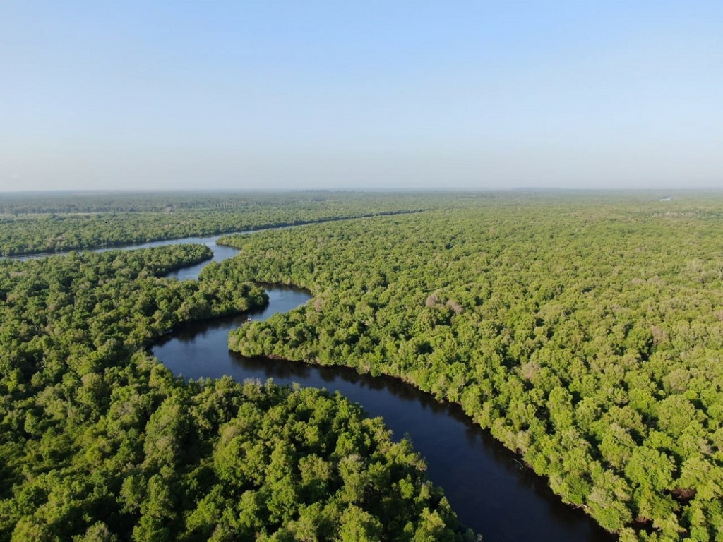 Riau Segera Miliki Desain Restorasi Ekosistem Mangrove