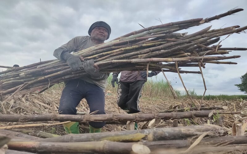  Harga Lelang Gula Petani Tebu Jatim Diharapkan Tembus Rp11.200/kg