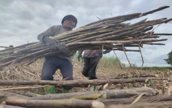 Harga Lelang Gula Petani Tebu Jatim Diharapkan Tembus Rp11.200/kg