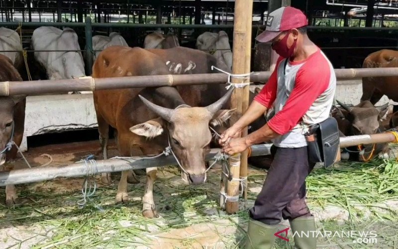  Diberi Stiker, 15 Hewan Kurban di Jakarta Timur Tidak Layak Jual