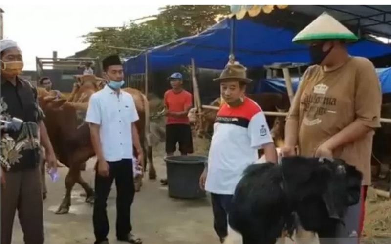  Jual Hewan Kurban di Tengah Corona, Beli 10 Gratis Kambing Etawa