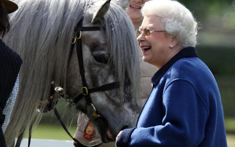  Aneka Hewan Peliharaan Milik Ratu Elizabeth II