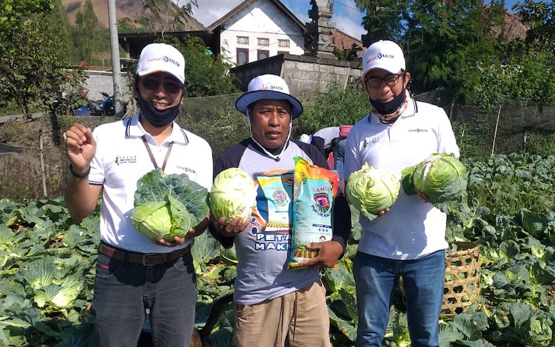  NPK Pelangi Pupuk Kaltim Tingkatkan Produktivitas Kubis Petani Bangli