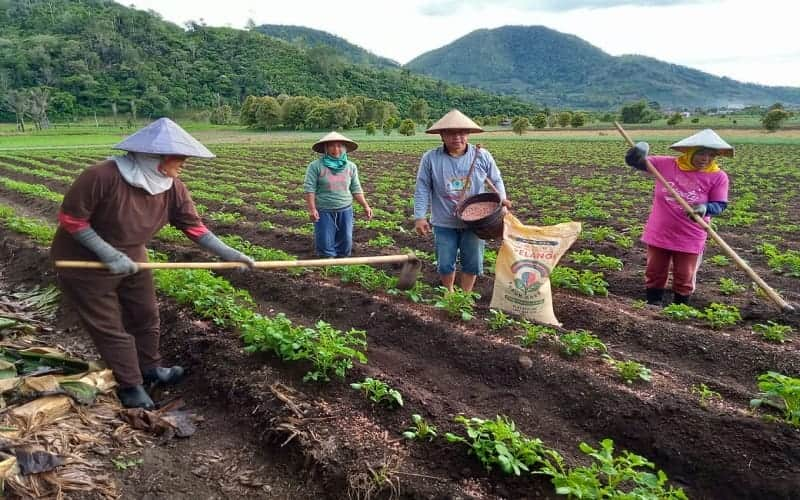  Hasil Panen Petani Kentang Bolaang Mongondow Meningkat 50 Persen, Ini Tipsnya