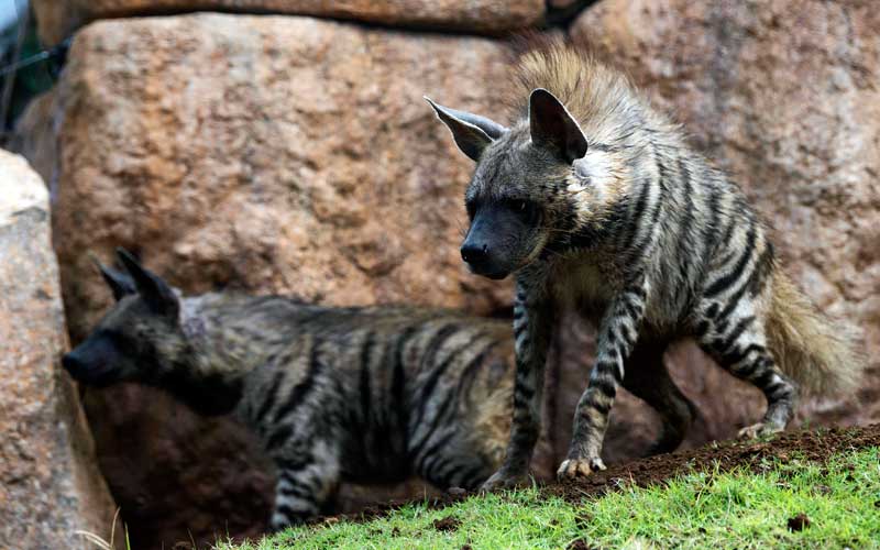  Bali Zoo Datangkan Hyaena Dari Bahrain Untuk Dikembangbiakan