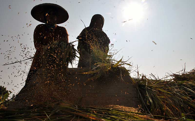  Harga Jual Beras Organik Capai Rp20 Ribu per Kilogram saat Memasuki Musim Panen Raya