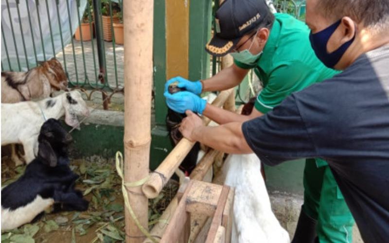  Iduladha, Dinas KPKP Jaring 163 Ekor Hewan Kurban Tak Penuhi Syarat 