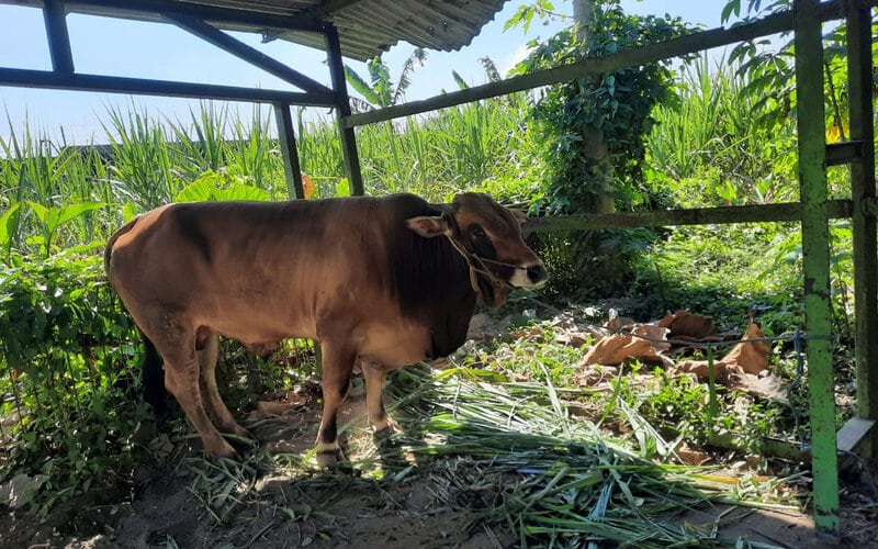  PG Krebet Baru Salurkan 10 Sapi dan 45 Kambing pada Iduladha