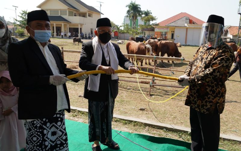  Wapres Ma\'ruf Amin Kurban Sapi Limosin di Serang