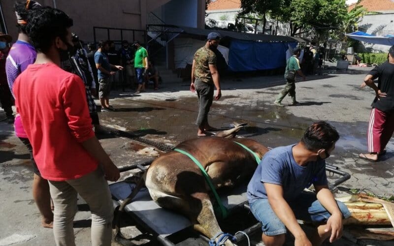  Jumlah Hewan Kurban di Bali Turun 15 Persen