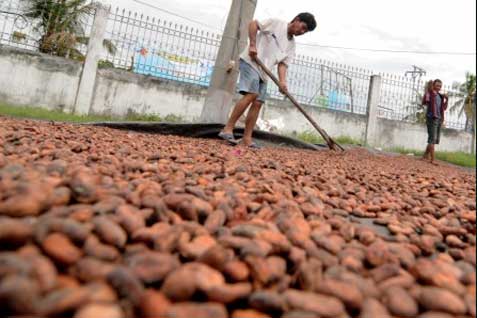  PENGEMBANGAN KAKAO SULSEL : Salurkan 17.000 Ton Pupuk Khusus
