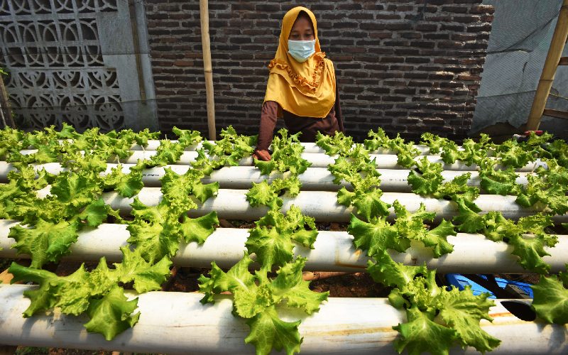  Peluang Terbuka, Pertanian Hidroponik Makin Asyik