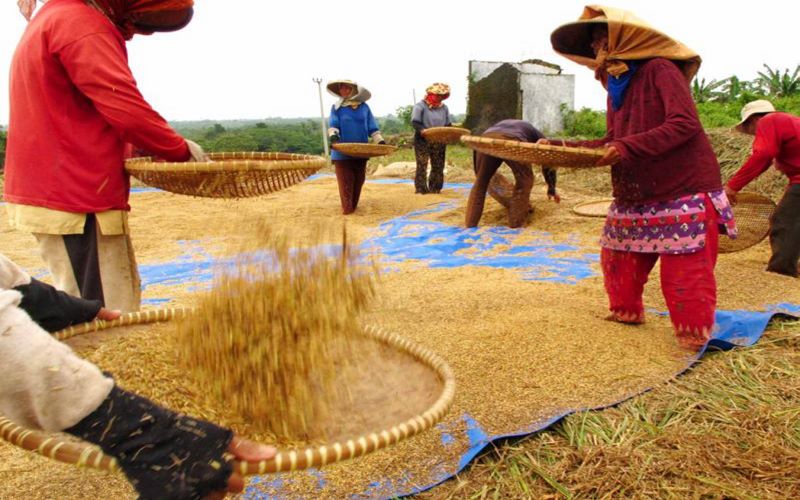  Nilai Tukar Petani Naik 0,49 Persen, Meski Tanaman Pangan dan Hortikultura Turun