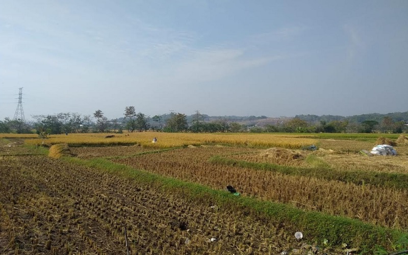  Kemarau, Petani di Cirebon Alih Tanam ke Kacang Panjang