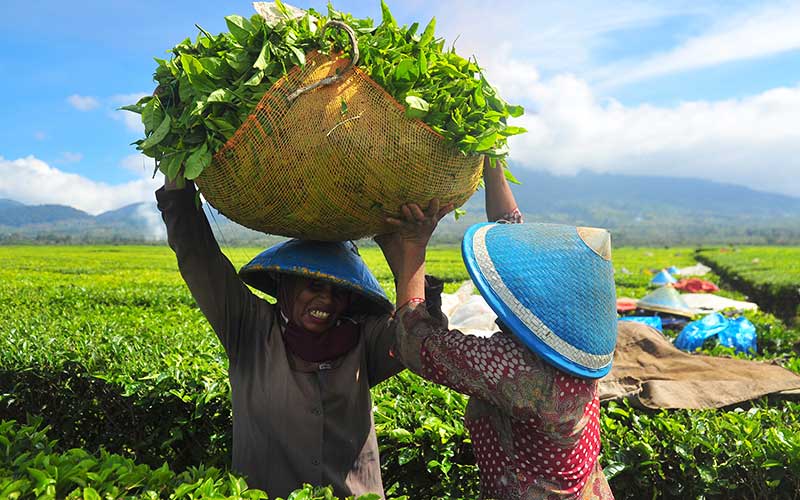  Produksi Teh Nasional Hingga Juni 2020 Meningkat Sebanyak 52 Ton