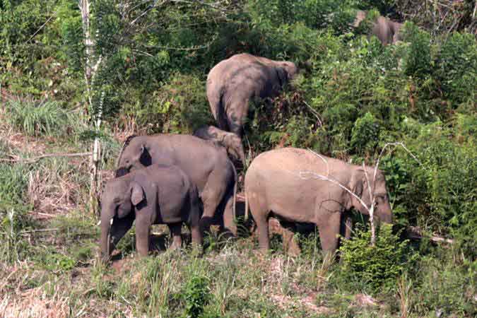  Puluhan Gajah Liar Obrak-abrik Kebun Warga di Aceh