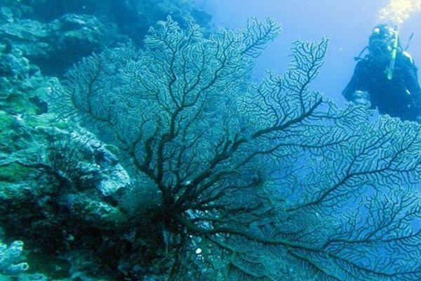  Wakatobi Masuk Nominasi Anugerah Pesona Indonesia 2020