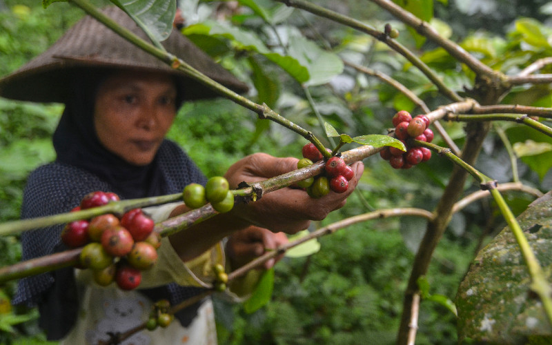  Integrasi Perkebunan Lada dan Kopi, Buka Peluang Petani Dapat Penghasilan Baru