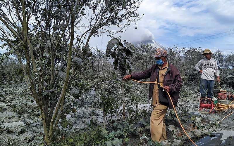  Petani Bergotong Royong Membersihkan Tanaman Mereka Yang Tertutup Abu Vulkanik Pascaerupsi Gunung Sinabung