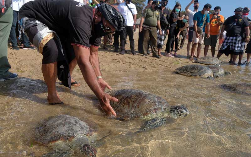  Delapan Ekor Penyu Hasil Sitaan BKSDA Bali Dilepasliarkan