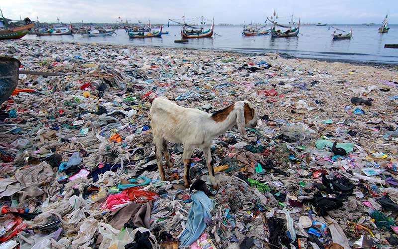  Pantai di Pelabuhan Muncar Banyuwangi Dipenuhi Tumpukan Sampah