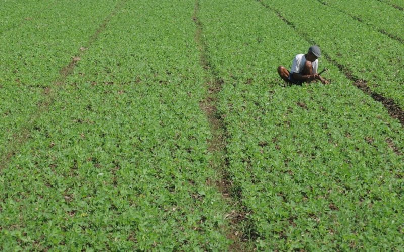  Sulbar Kembangkan Tanaman Kedelai di Lima Kabupaten