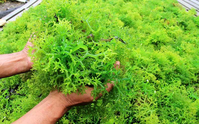  Harga Rumput Laut Anjlok Semenjak Pandemi Covid-19