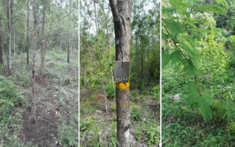  Mengembalikan Keharuman Kayu Cendana Indonesia