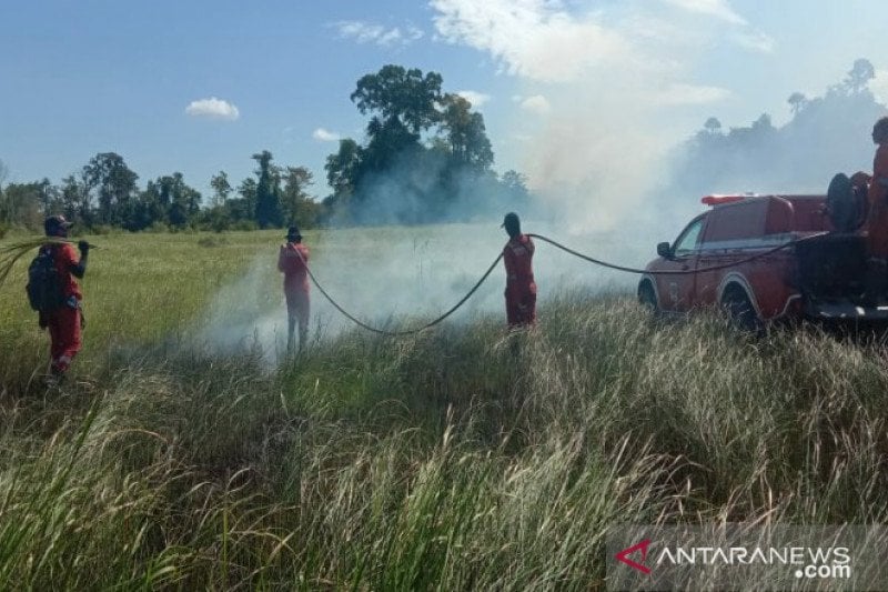  Kawasan Taman Nasional Rawa Aopa di Sulawesi Tenggara Terbakar