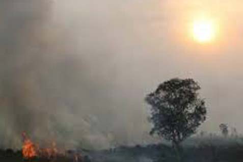Astaga, Kebakaran Hutan di California Ada 360 Titik Api