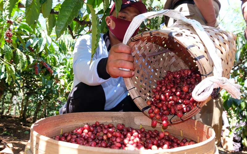  Panen Kopi Robusta Perdana di Temanggung Jawa Tengah