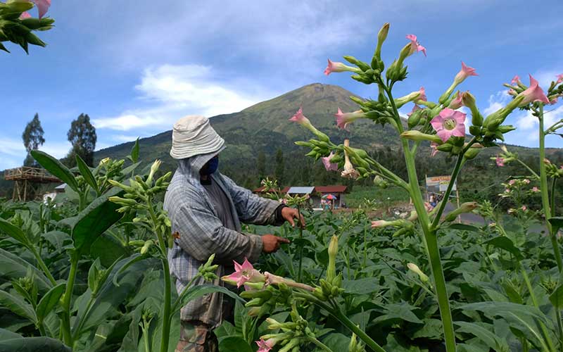 Petani merawat tanaman tembakau jenis Mantili di lereng gunung Sindoro Desa Canggal, Candiroto, Temanggung, Jawa Tengah, Jumat (19/6/2020). ANTARA FOTO/Anis Efizudin