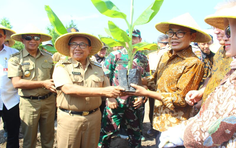  Petani Blitar Didorong Mengembangkan Pisang Cavendish