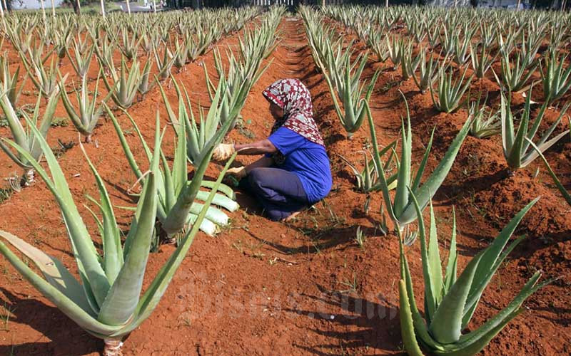  Petani Lidah Buaya di Bogor Menghasilkan Omset Rp750 Juta Per Tahun