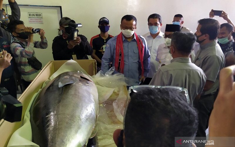  2,22 Ton Ikan Tuna Segar Maluku Diekspor ke Jepang