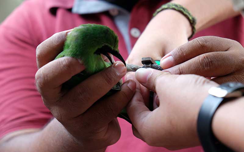  BBKSDA Sumut Lakukan Pendataan Satwa Dilindungi Yang Dipelihara Warga